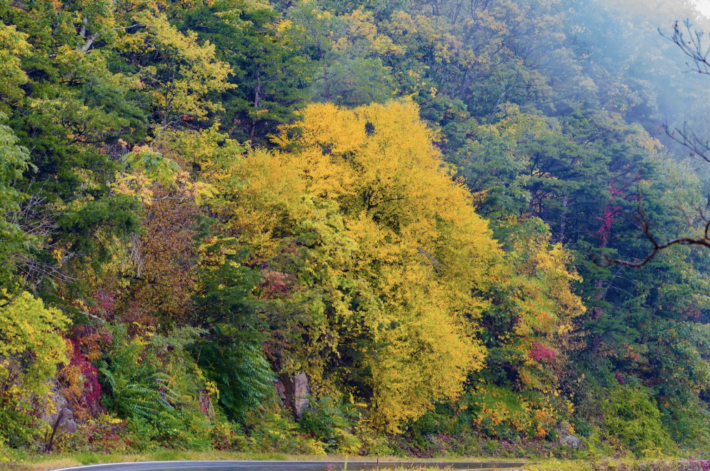 5 Best Autumn Color Destinations to See Fall Foliage in the USA Gold